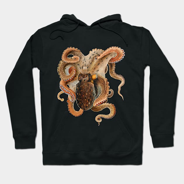 Vintage Octopus Vulgaris by Giacomo Merculiano Hoodie by MasterpieceCafe